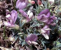 Astragalus kentrophyta