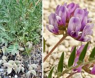 Astragalus lotiflorus