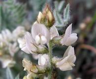 Astragalus lyallii