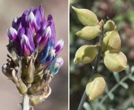 Astragalus magdalenae