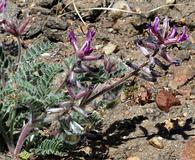 Astragalus malacus