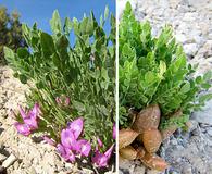 Astragalus megacarpus