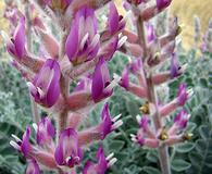 Astragalus mollissimus