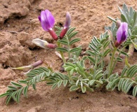 Astragalus monumentalis