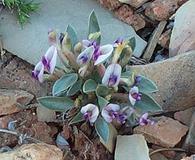 Astragalus musiniensis