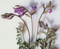 Astragalus nothoxys