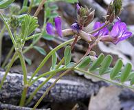 Astragalus nuttallianus