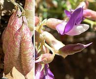 Astragalus oophorus