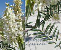 Astragalus racemosus