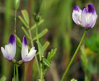 Astragalus rattanii