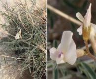 Astragalus remotus