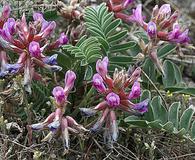 Astragalus shortianus