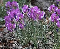 Astragalus spatulatus