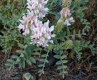 Astragalus succumbens