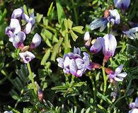 Astragalus tener