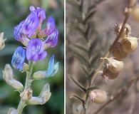 Astragalus thurberi