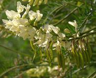 Astragalus trichopodus