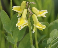 Astragalus umbellatus