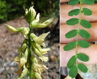 Astragalus umbraticus