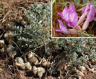 Astragalus utahensis