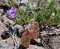 Astragalus whitneyi