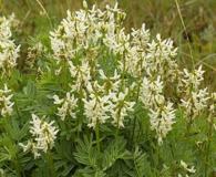 Astragalus williamsii