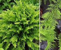 Athyrium distentifolium