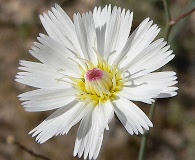 Atrichoseris platyphylla