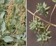 Atriplex acanthocarpa