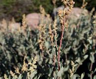 Atriplex barclayana