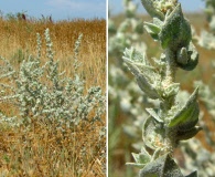 Atriplex cordulata