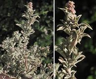 Atriplex coulteri