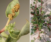 Atriplex cristata