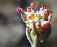 Atriplex dioica