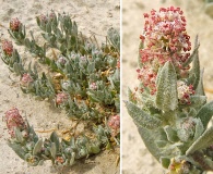 Atriplex fruticulosa