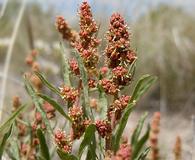 Atriplex gardneri