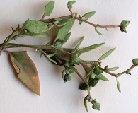 Atriplex glabriuscula