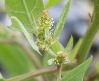 Atriplex gmelinii