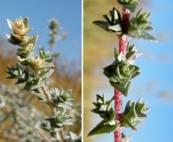 Atriplex parishii