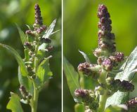 Atriplex prostrata