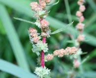 Atriplex wrightii