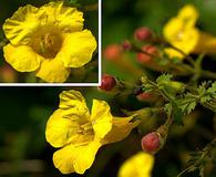 Aureolaria grandiflora