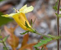 Aureolaria pectinata