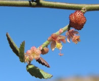 Ayenia compacta