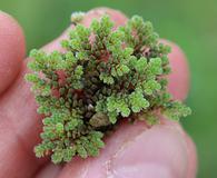 Azolla cristata