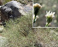 Baccharis brachyphylla