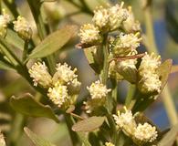 Baccharis glomeruliflora