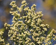 Baccharis neglecta