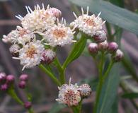 Baccharis salicifolia