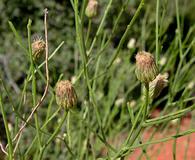 Baccharis wrightii